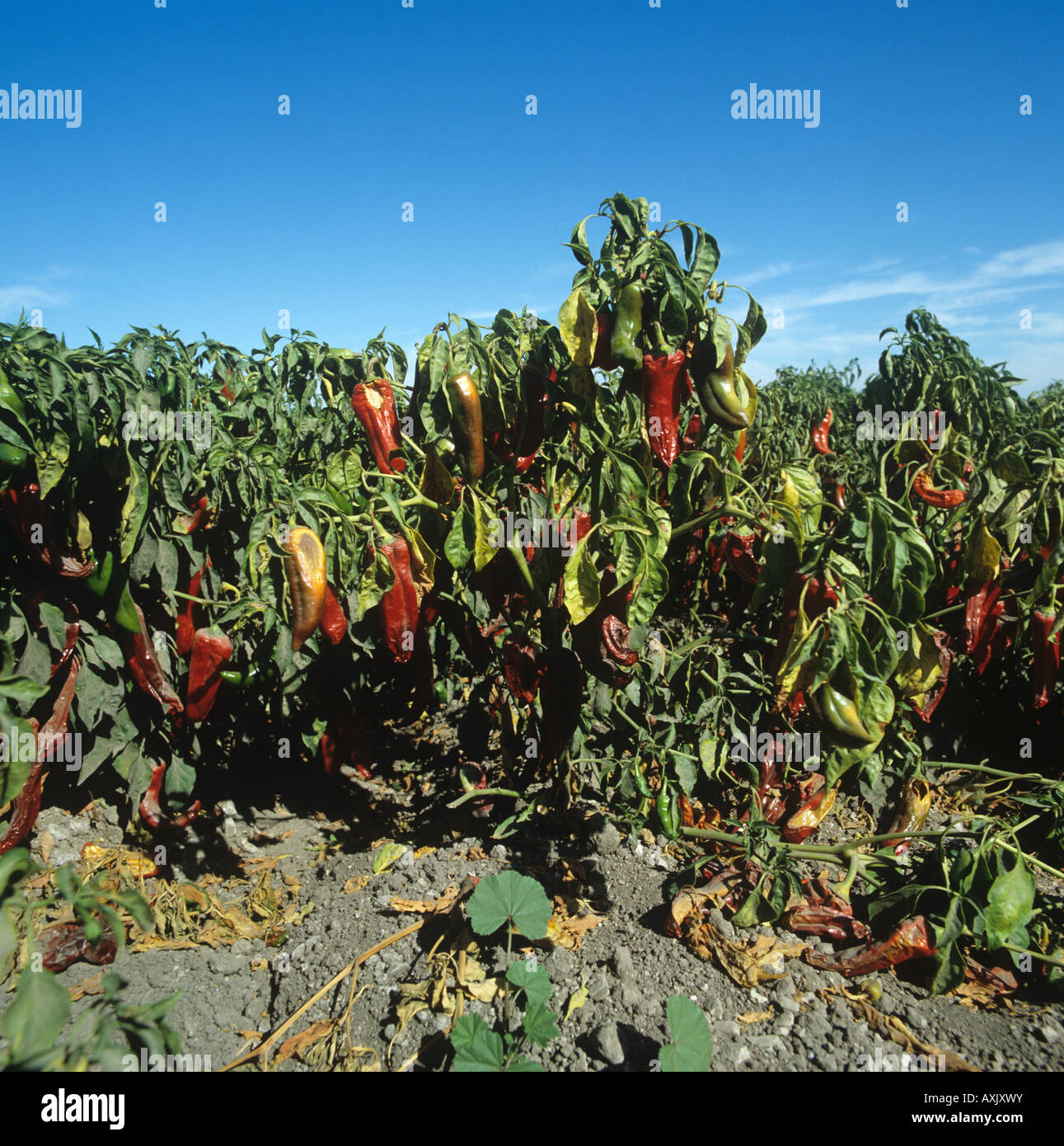 Paprika, Reife Zuschneiden zuschneiden, Kalifornien USA Stockfoto