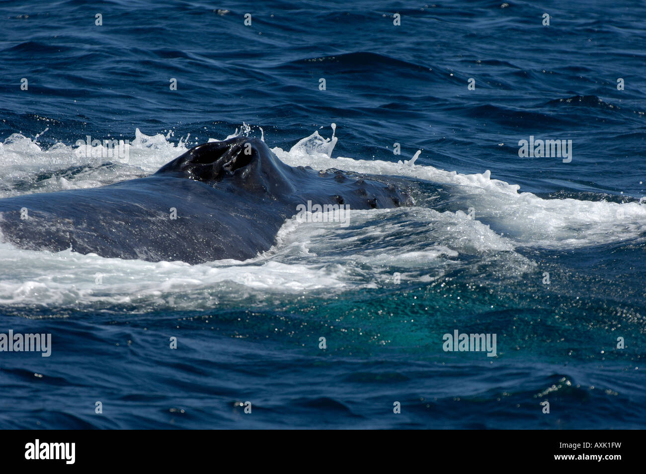 Novaeangliae Buckelwal Impressionen Baja California Mexiko auf Oberfläche zeigt Lunker und Knötchen Stockfoto