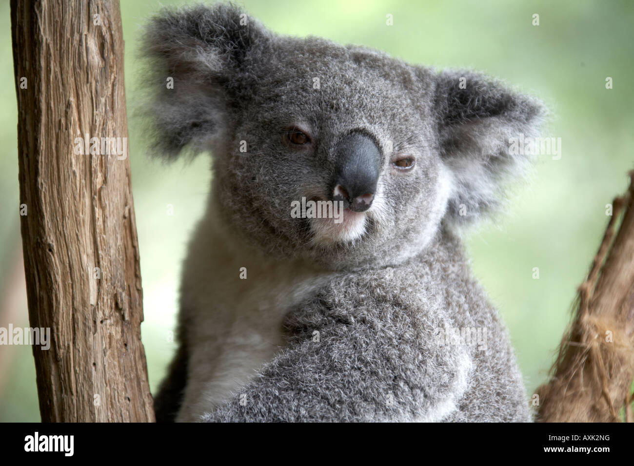 Weiche kuschelige Koalabär ruht in einem Eukalyptus oder Kaugummi Baum im Lone Pine Koala Sanctuary Wildlife Reserve Zoo Brisbane Queensland Stockfoto