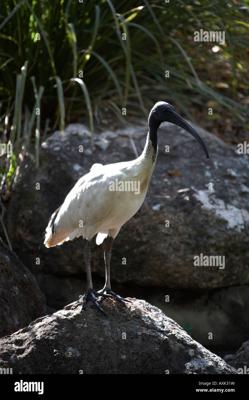 Gemeinsamen Kran Vogel steht auf einem Felsen am Südufer in Brisbane Queensland QLD Australien Stockfoto