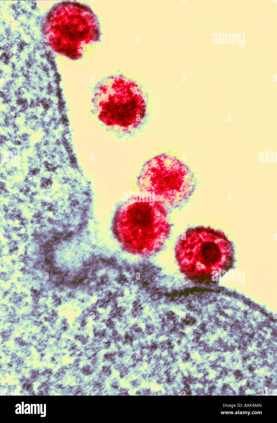 angehende des HIV-Virus aus Zellgewebe Stockfoto