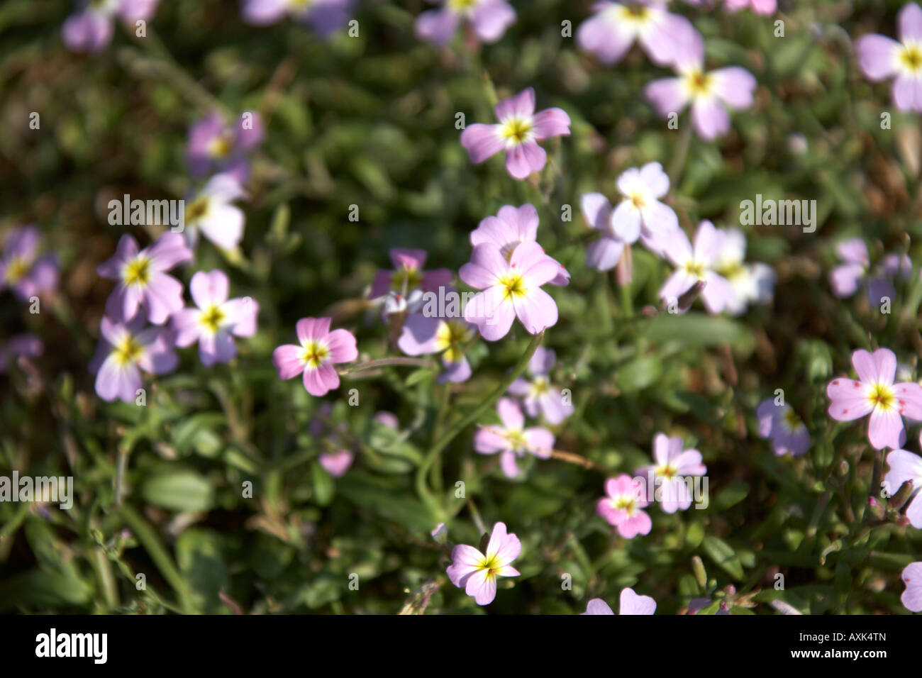 Rosa Frühling Wildblumen in natürlicher Anzeige in der Nähe von Saronida in Attika oder Atiki Griechenland ziemlich attraktiven floralen farbig farbige wi Stockfoto