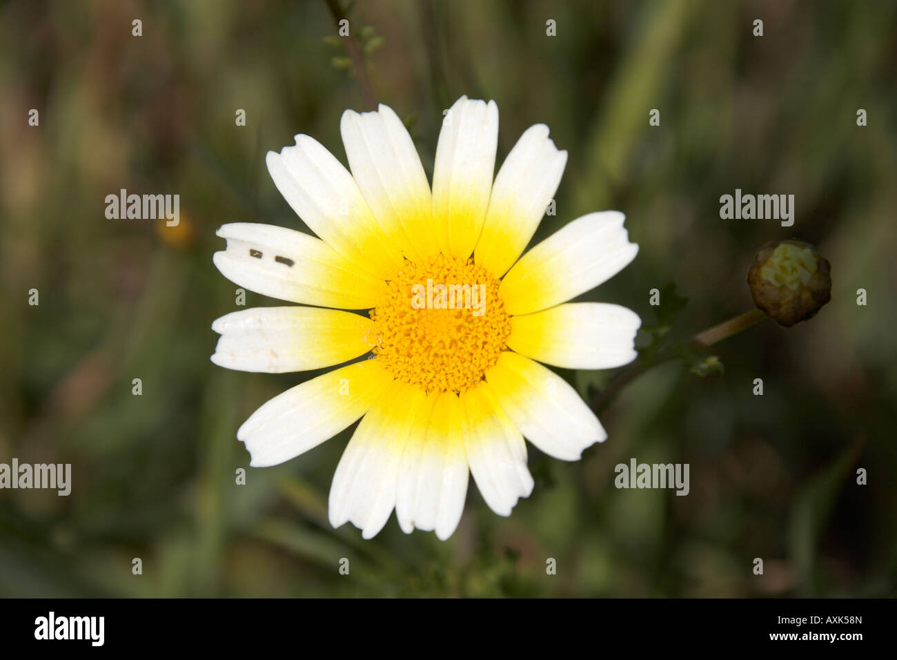 Wilden gelben und weißen Blumen im Frühling in der Nähe von Anavissos in Attika oder Atiki Griechenland Stockfoto