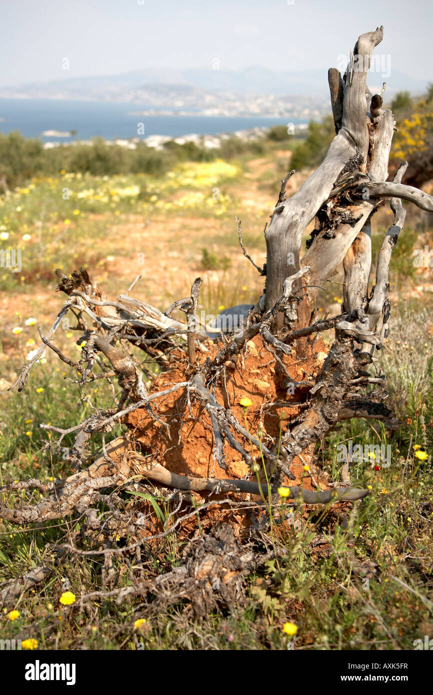 Alten Baumstumpf mit Frühling Blumen auf die grüne Natur Naturschutzgebiet oberhalb Saronida in Attika oder Atiki Griechenland reservieren Stockfoto