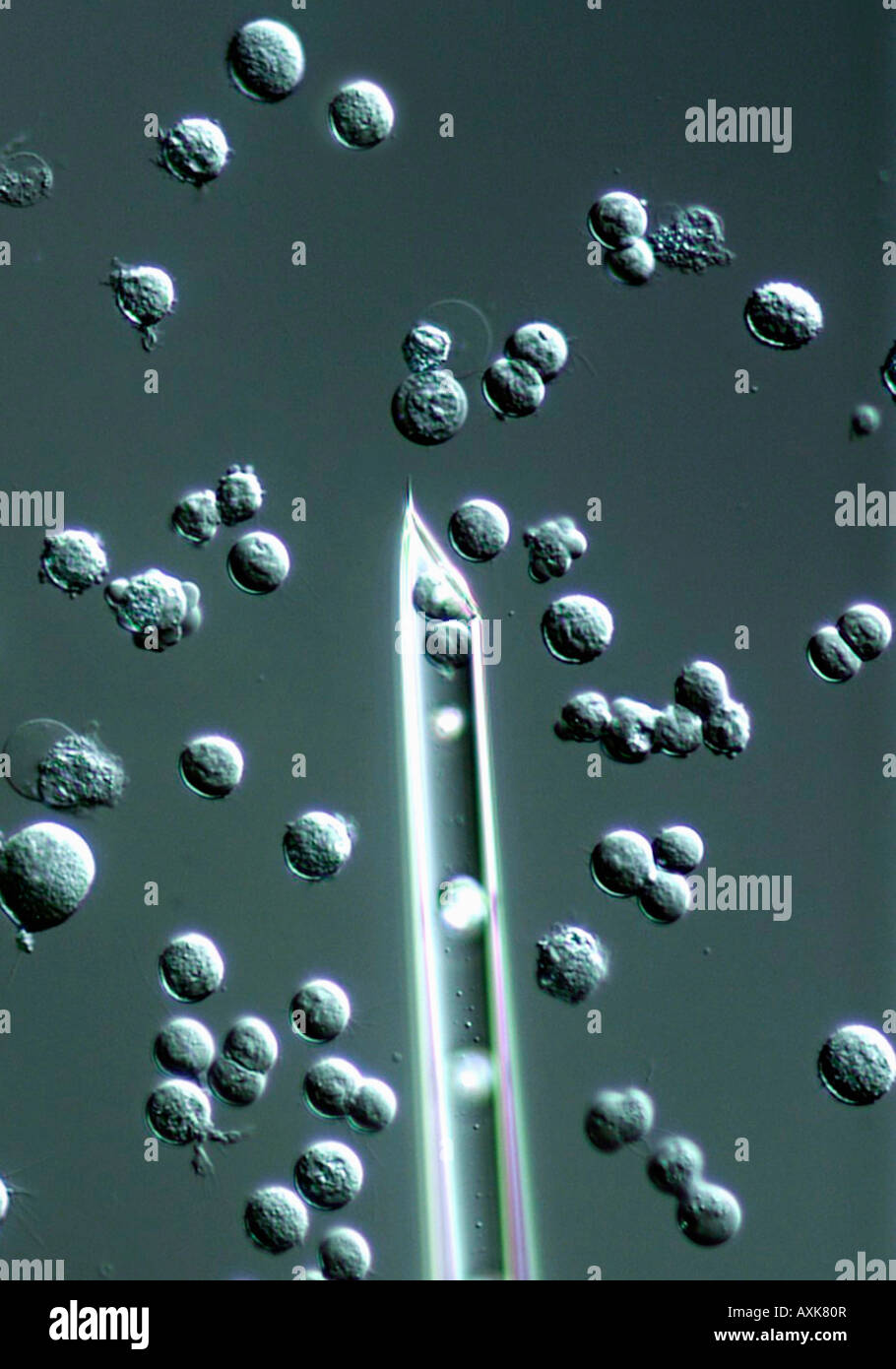 Klonen von Mikroinjektion Spritze und humanen embryonalen Stammzellen ES Zellen Stockfoto