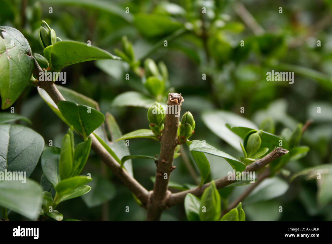 Eine Beschnittene Hecke-Zweig Stockfoto