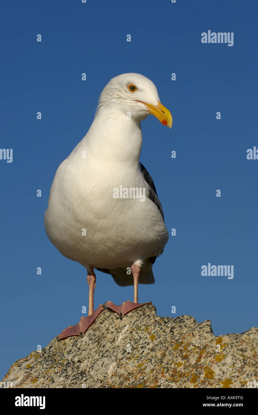 Kalifornien Möve Larus Californicus Monterey Bay USA Stockfoto