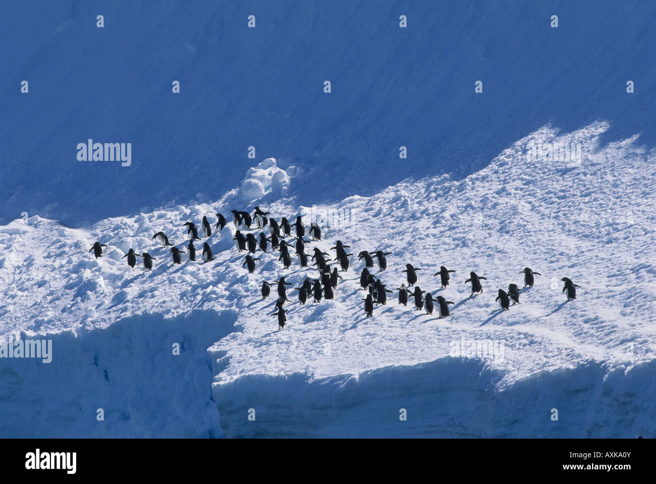 Adelie-Pinguine (Pygoscelis Adeliae) Kreuzung Schneefeld, Antarktis Stockfoto