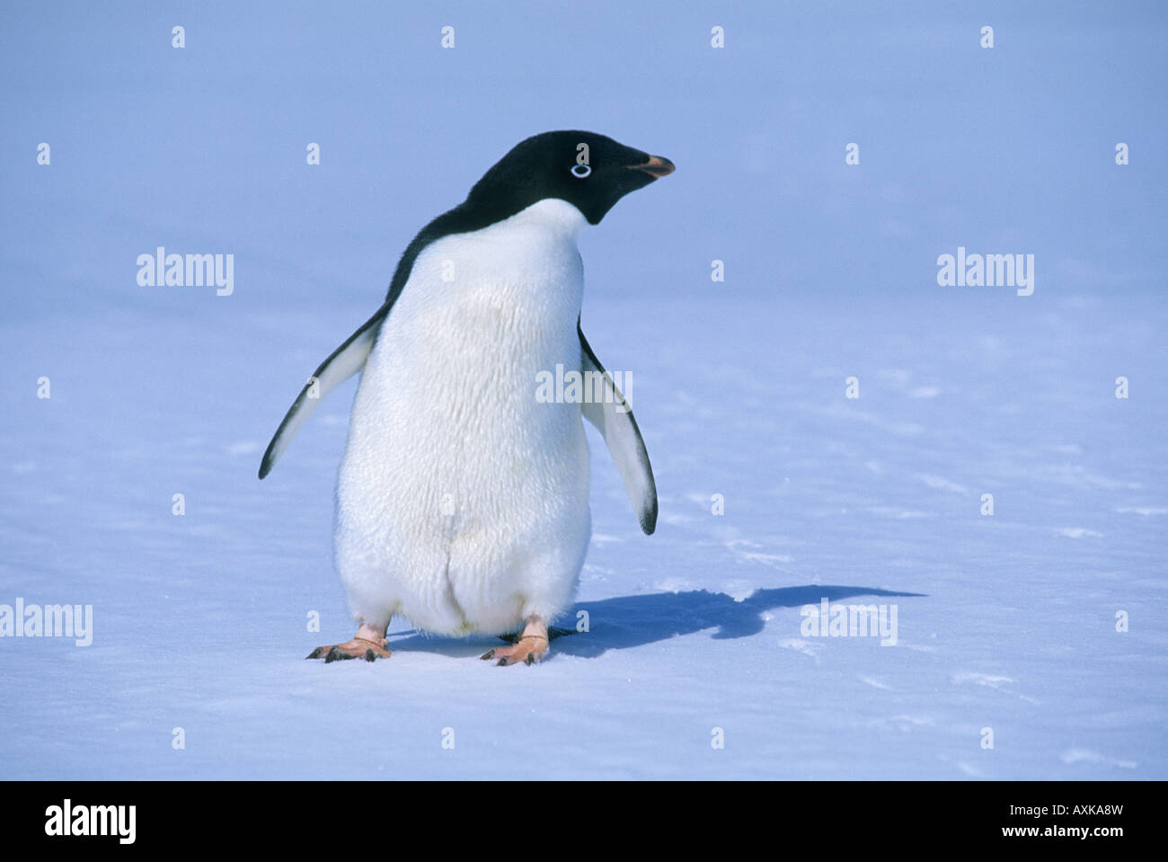 Adelie Penguin (Pygoscelis Adeliae) ein Vogel auf Schnee, Antarktis Stockfoto