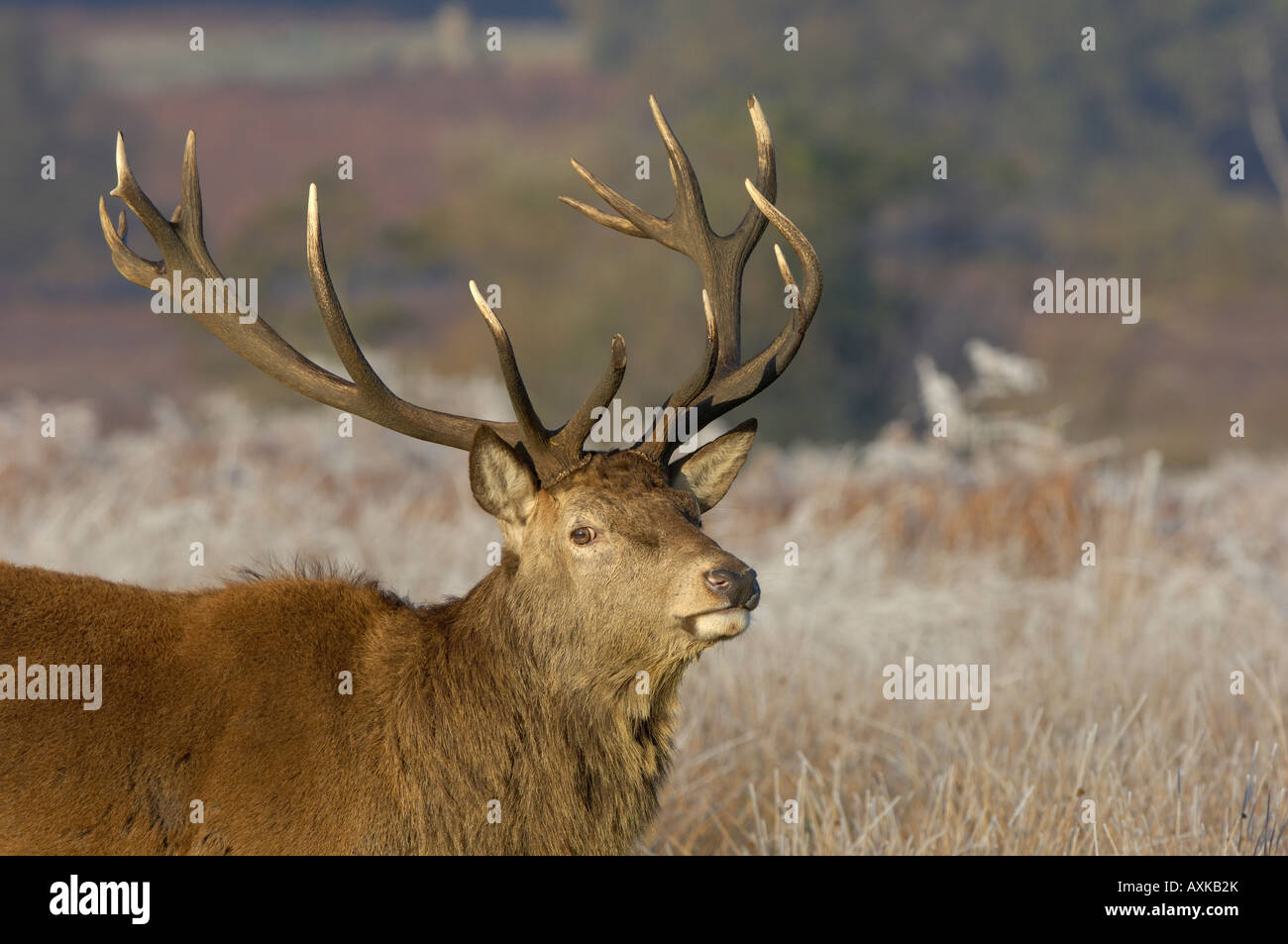 Rothirsch Cervus Elaphus Hirsch hautnah Geweih Richmond UK zeigt Stockfoto