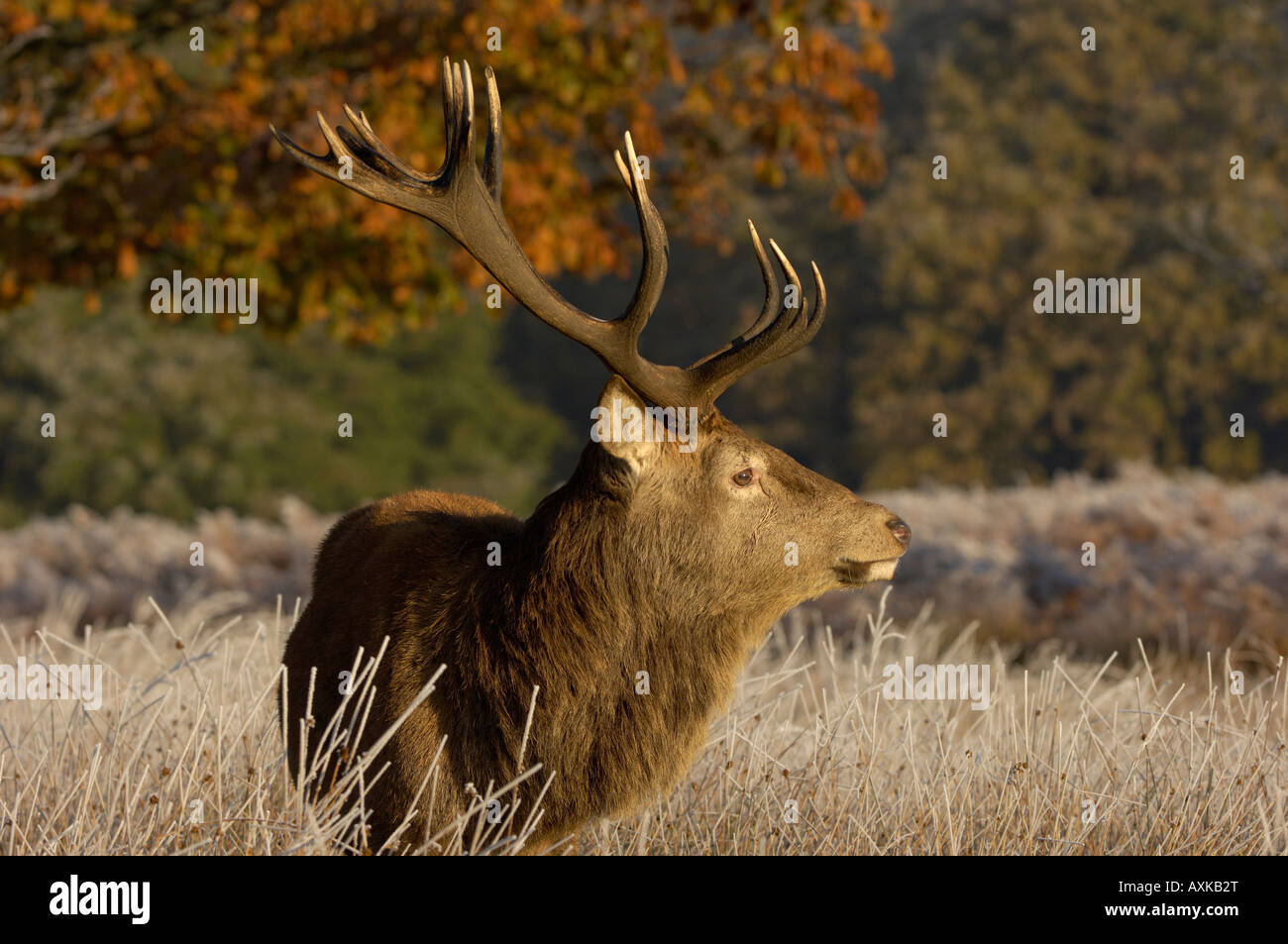 Rothirsch Hirsch Cervus Elaphus Nahaufnahme zeigt Geweih Richmond UK Stockfoto