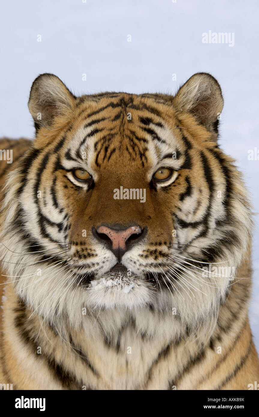 Sibirische Tiger-Panthera Tigris Altaica Porträt gefangen USA Stockfoto