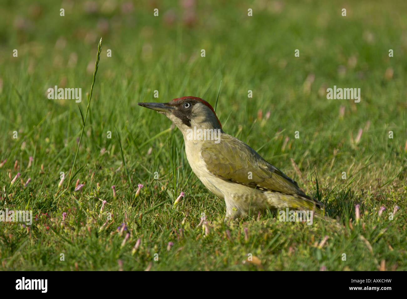 Grün Specht Picus Viridis Weibchen auf dem Boden Oxfordshire UK Stockfoto