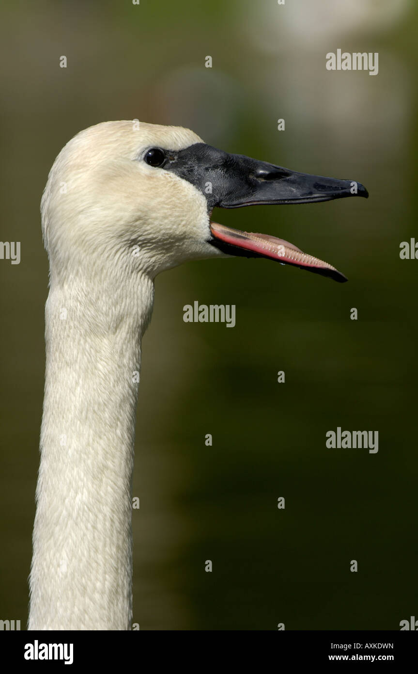 Trompeter Schwan Cygnus Buccinator Hupen gefangen UK Stockfoto