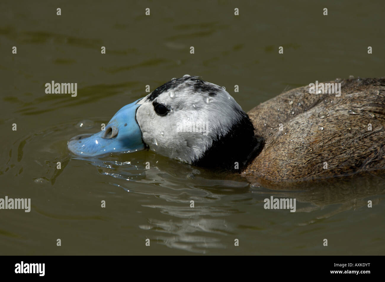 Weiße Spitze Ente Oxyura Leucocephala Drake gefangen UK Stockfoto