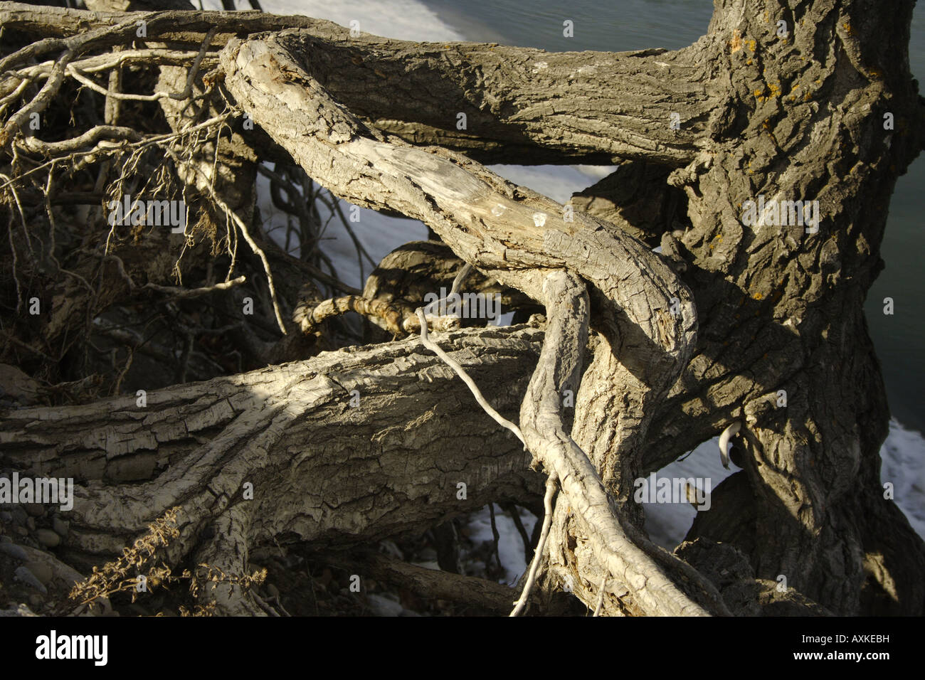 Verschlungenen Wurzeln, Calgary, Alberta Stockfoto