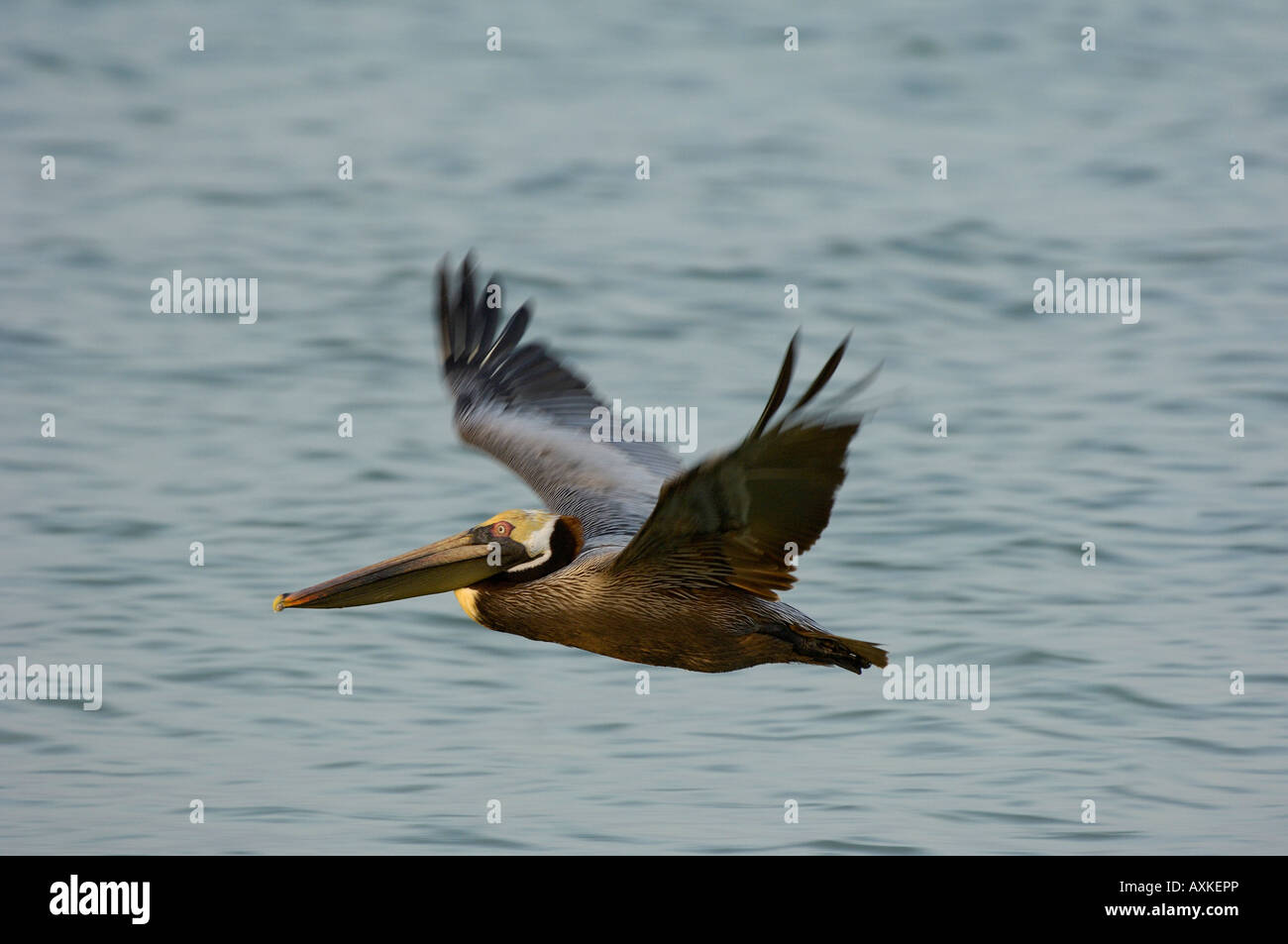 Brown Pelican Pelicanus Occidentalis Florida USA im Flug über Wasser Stockfoto