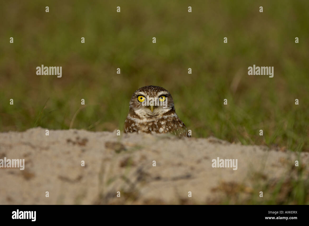 Kanincheneule Speotyto Cunicularia Florida USA mit Blick auf Hügel auf dem Boden Stockfoto