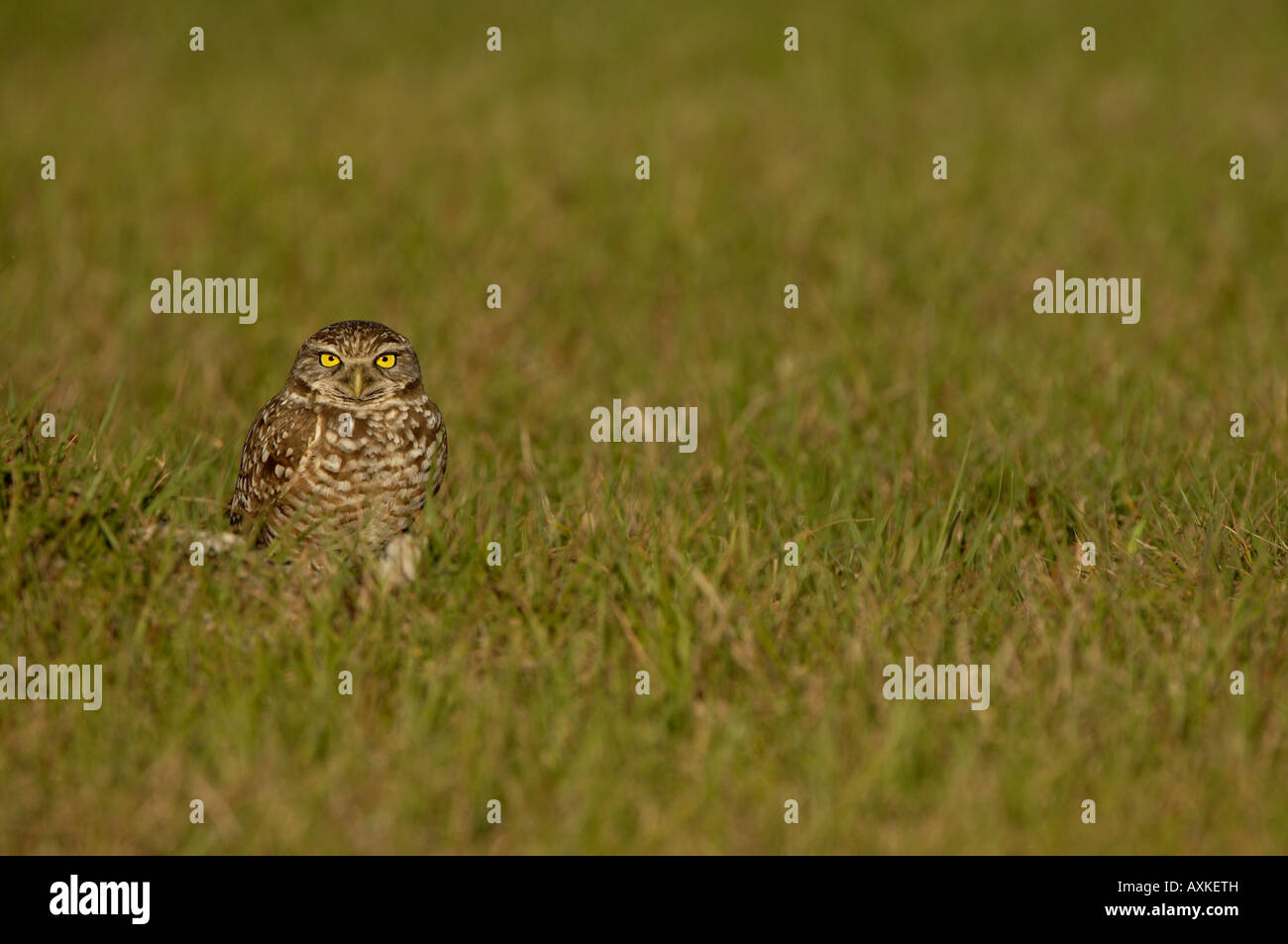 Kanincheneule Speotyto Cunicularia Florida USA sitzen auf dem Boden im Rasen Stockfoto