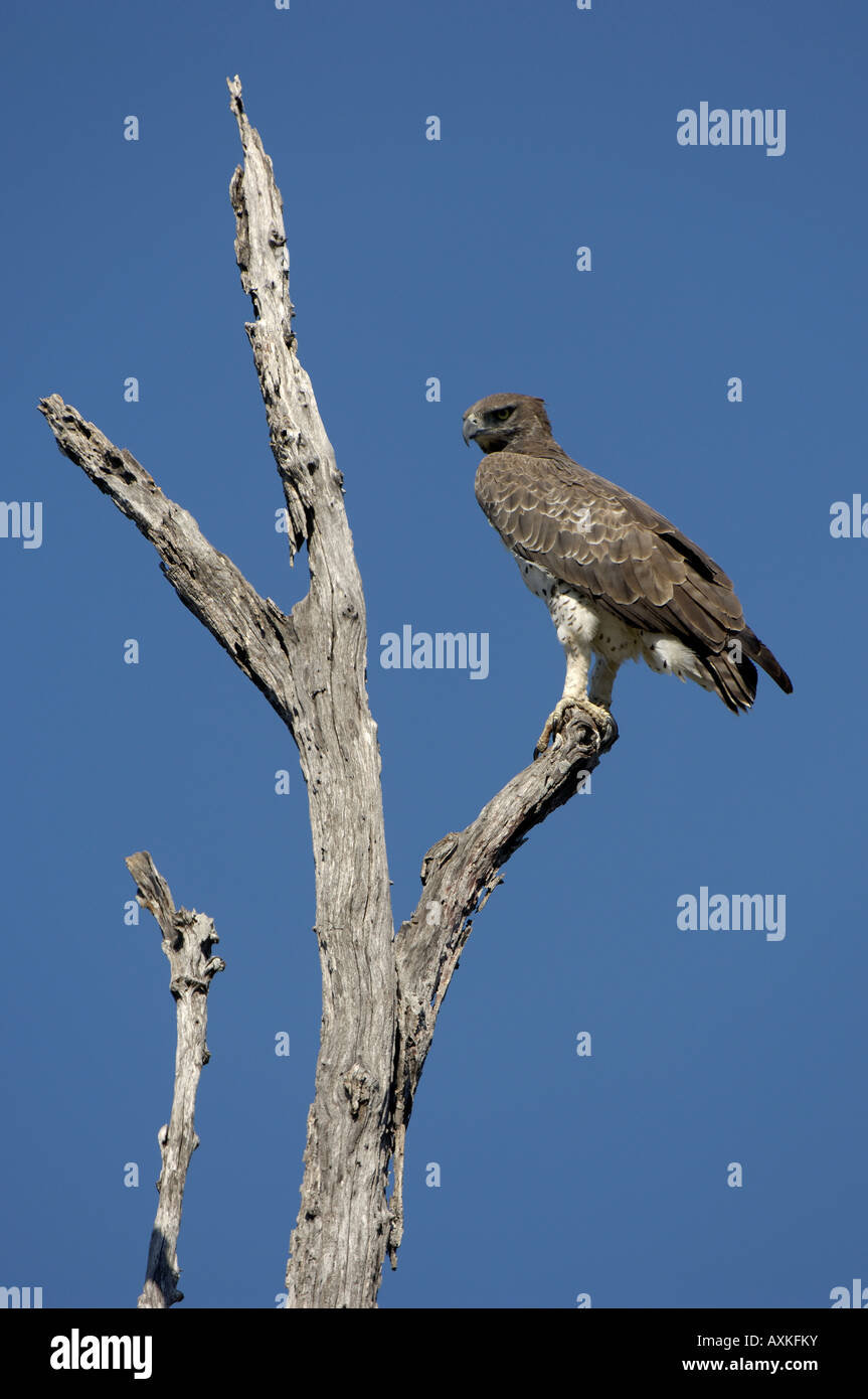 Martial Eagle monotypisch Bellicosus Lower Zambesi Nationalpark Sambia Stockfoto
