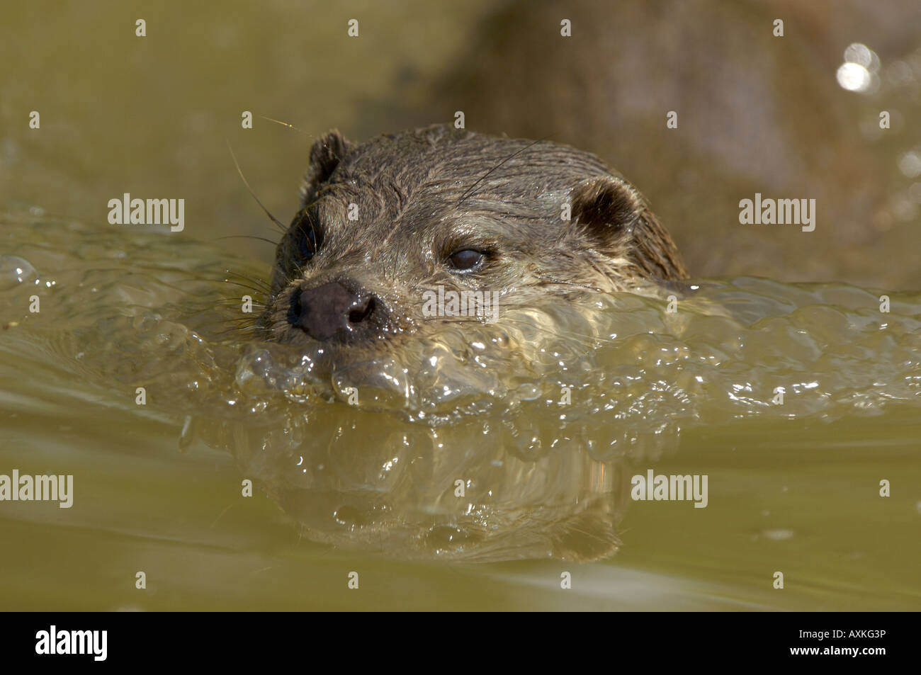 Europäischen Fischotter Lutra Lutra British Wildlife Centre UK Stockfoto