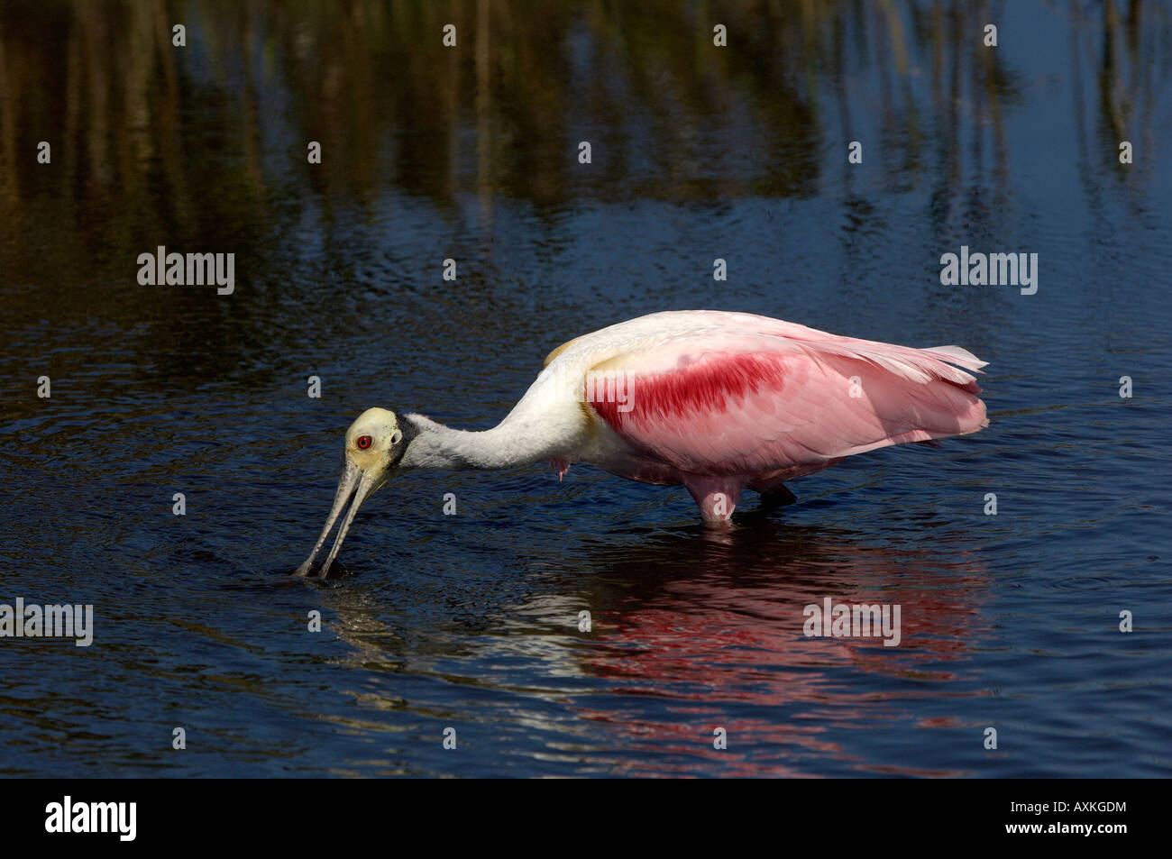 Rosige Löffler Ajaia Ajaja Florida USA Erwachsenen Fütterung im Wasser Stockfoto