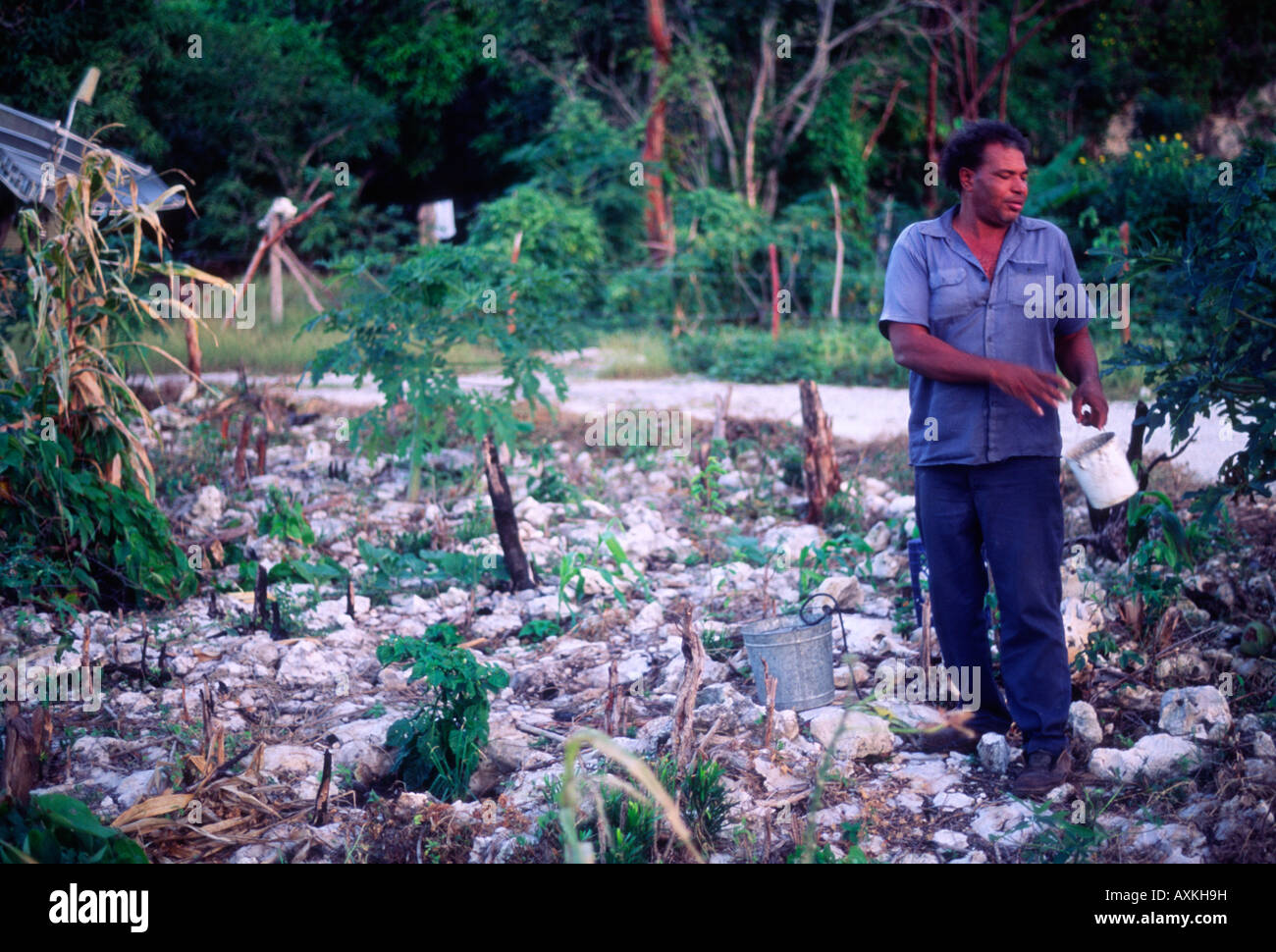 Mann, clearing-Steinen aus dem Gemüsegarten Garten, Cayman Brac, Cayman-Inseln Stockfoto