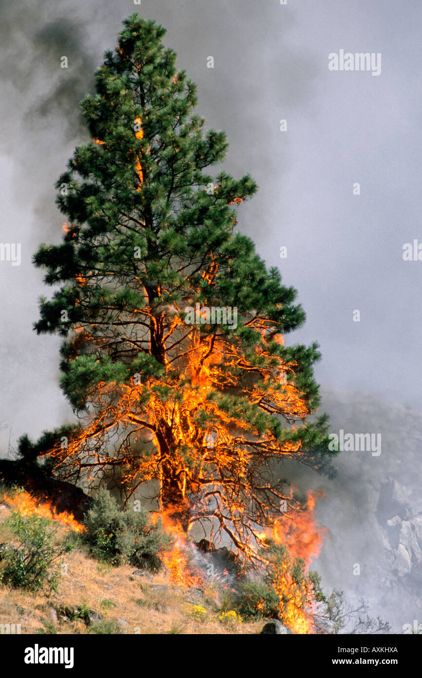 Ein Waldbrand in Idaho verbraucht eine Ponderosa-Kiefer. Stockfoto
