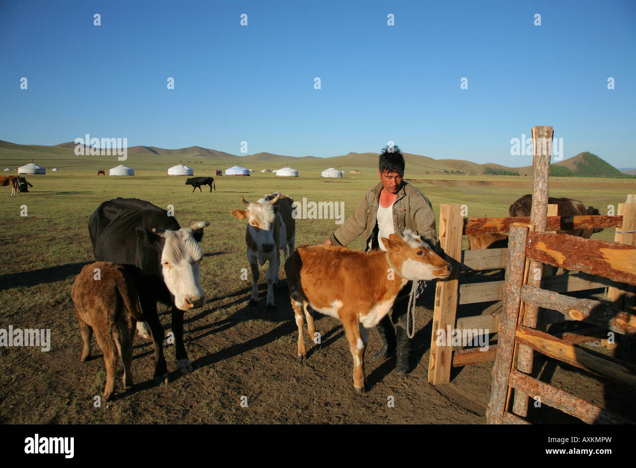 Mongolei in Zentralasien Kühe melken Stockfoto