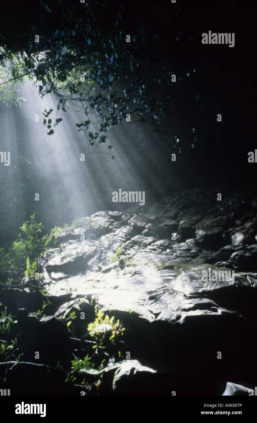 Eine Welle von Licht dringt in den peruanischen Dschungel in der Nähe von einem Wasserfall, Amazonas, Südamerika Stockfoto