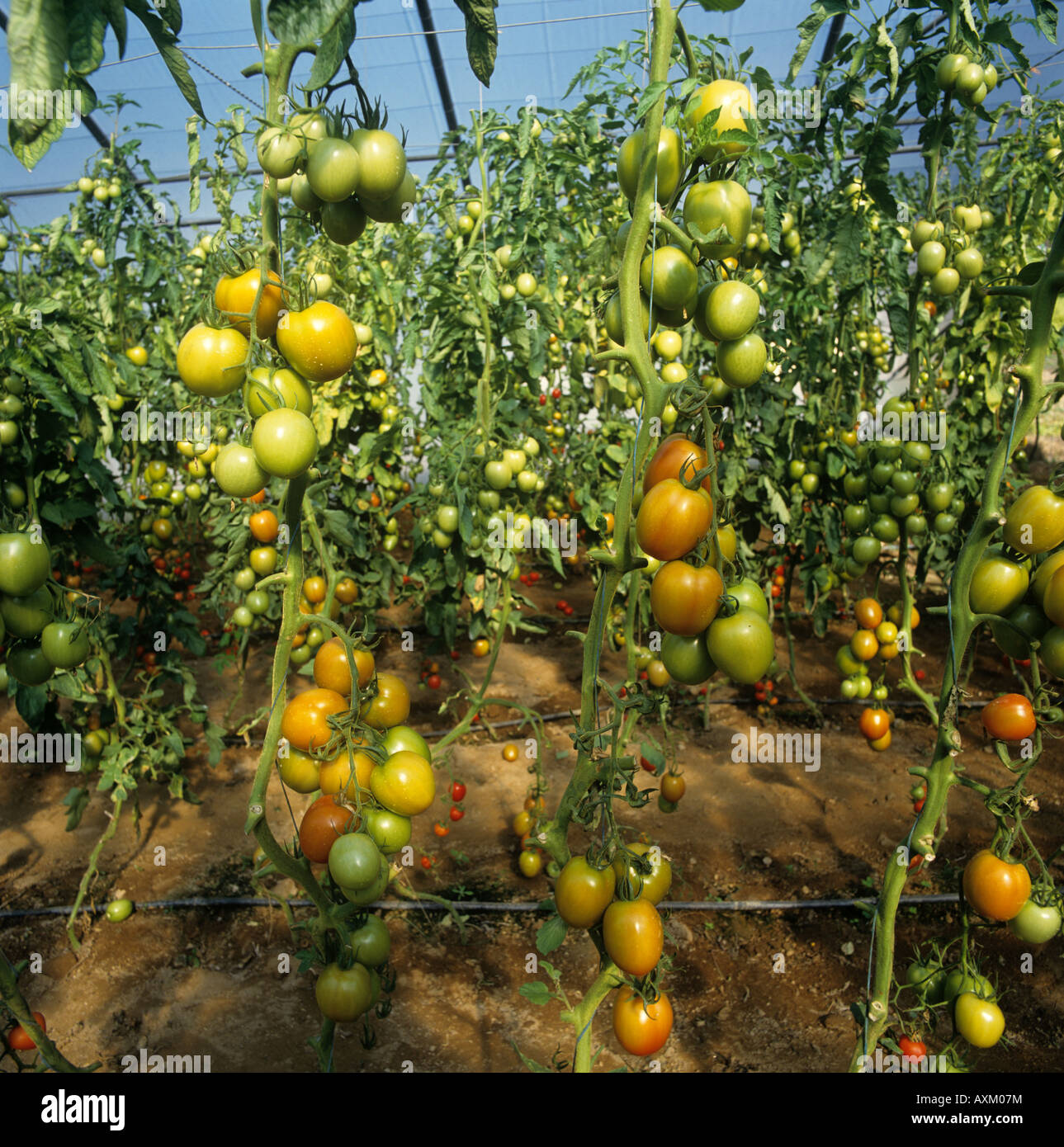 Letzte Tomaten Obst der Saison mit den Blättern, die in einem Polyethylen-Tunnel entfernt Stockfoto