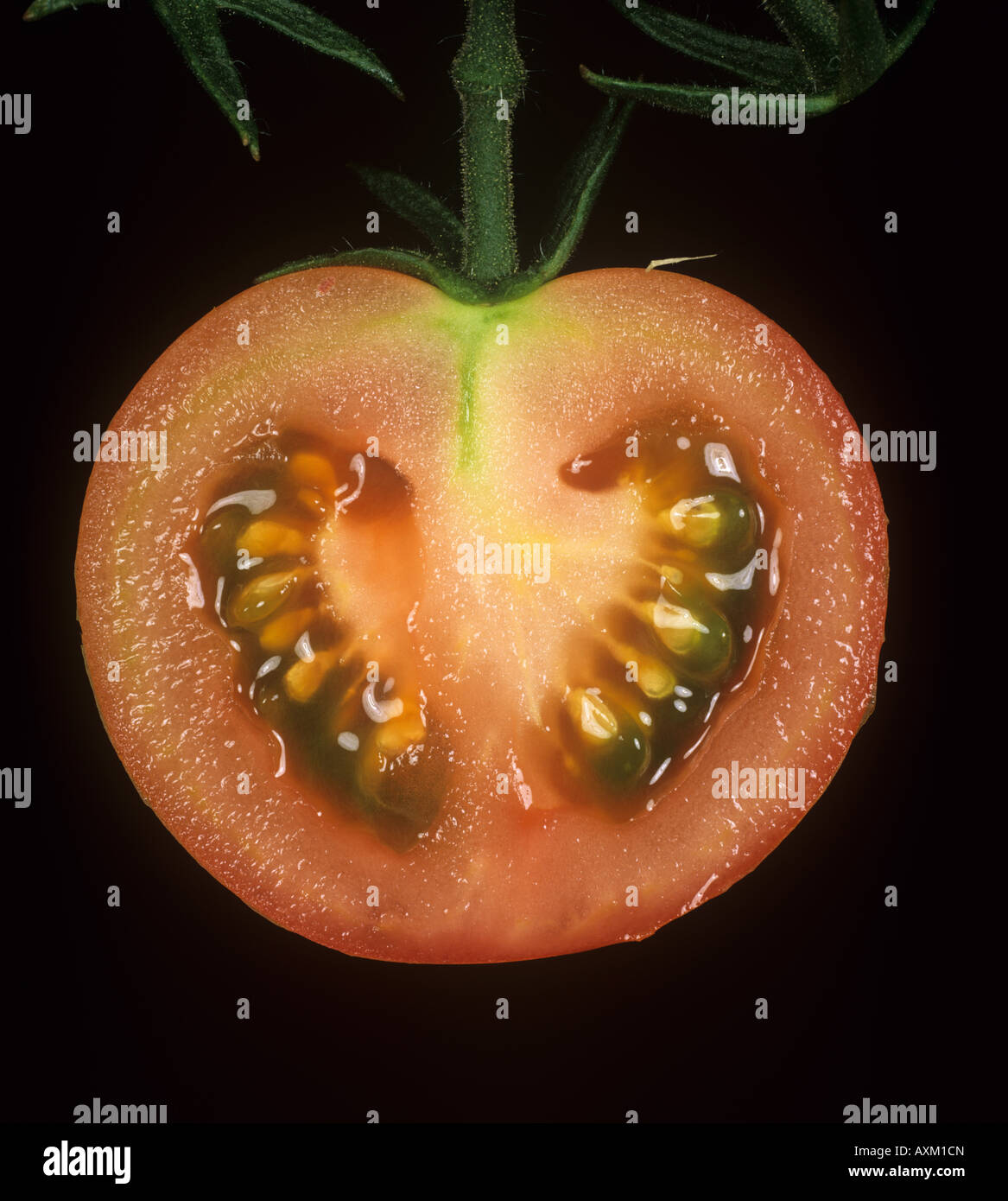 Schnitt durch eine Tomatenfrucht am Rebstock, seine Struktur zu zeigen Stockfoto