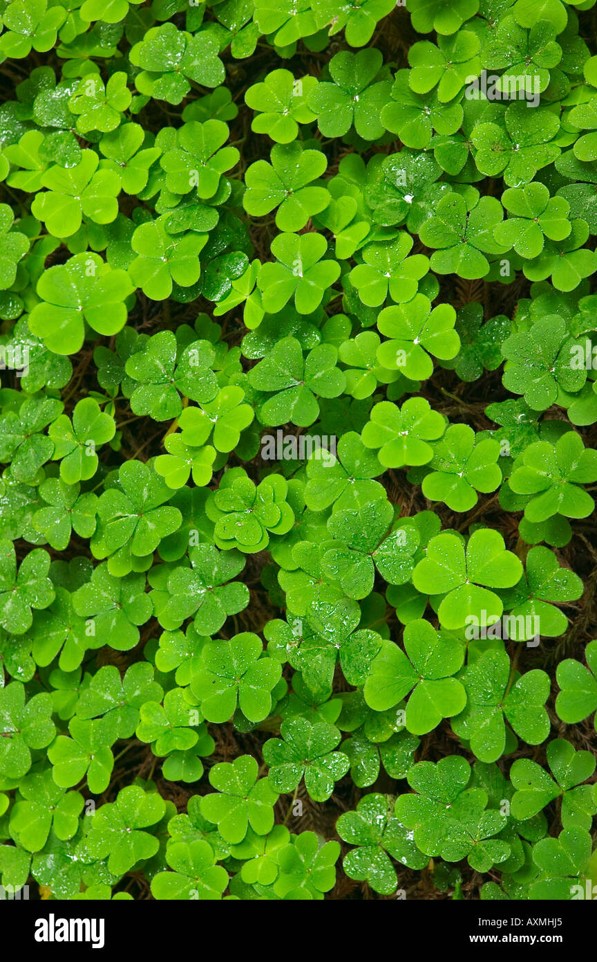 Clover Muir Woods National Park Kalifornien USA Stockfoto