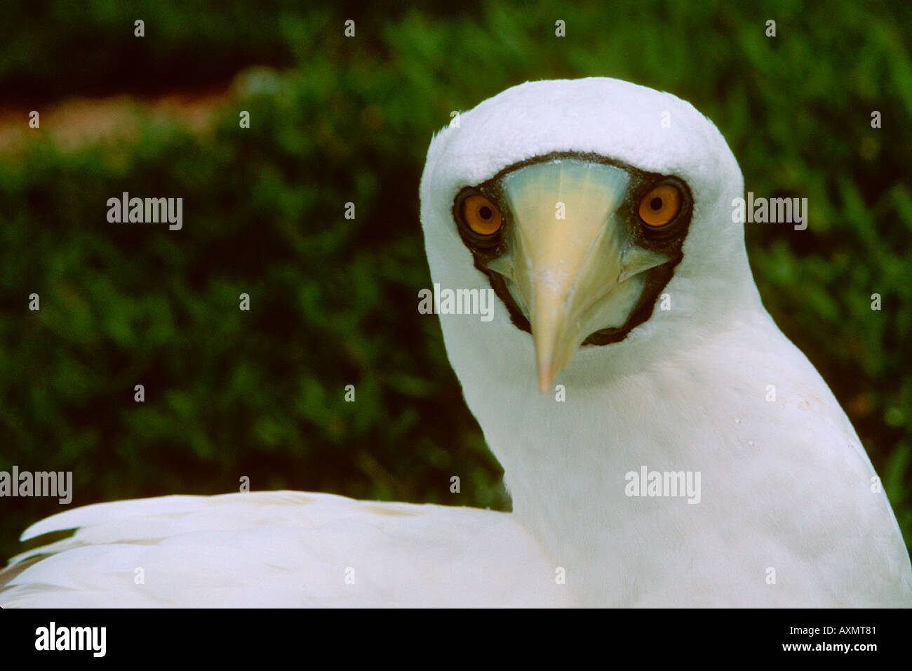 Booby Vogel Sula Dactylara Abrolhos national marine Sanctuary Bahia Brasilien South Atlantic Stockfoto