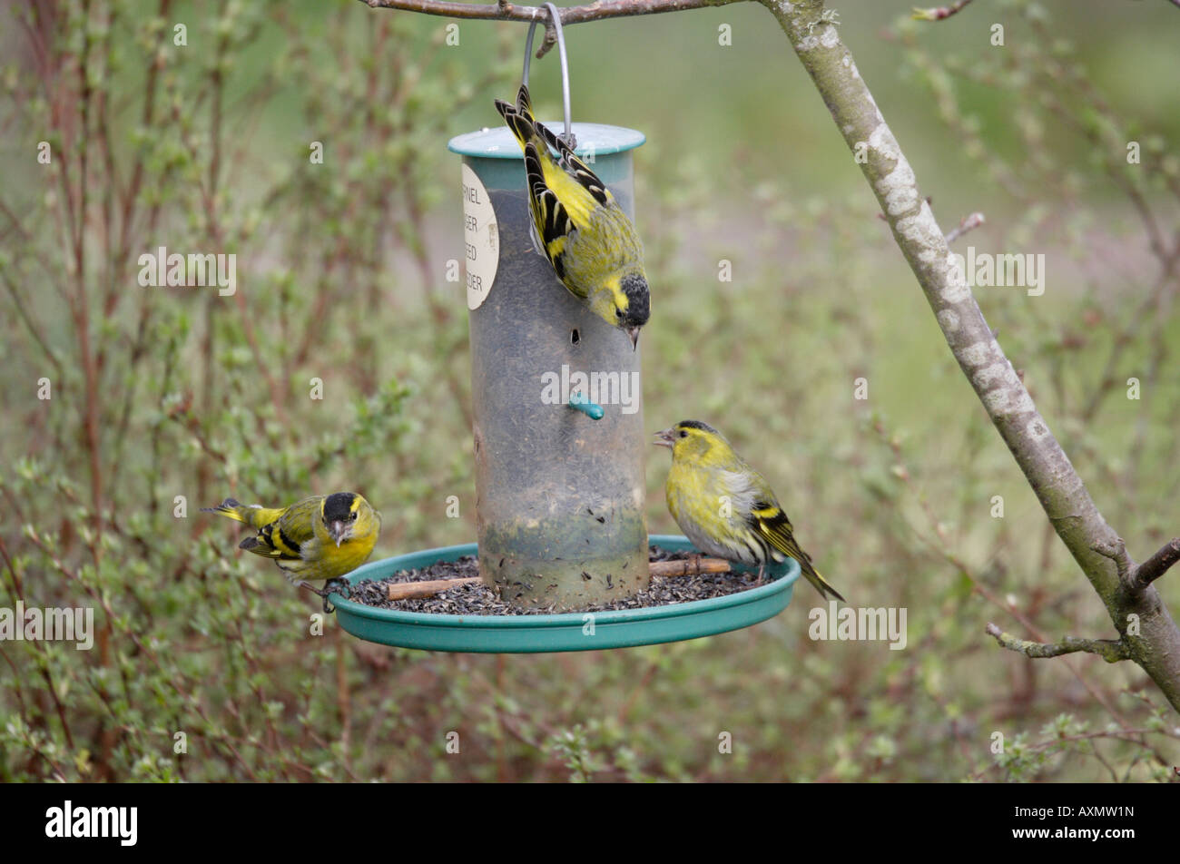 Männliche Zeisige auf Niger Samen Vogelhäuschen Stockfoto