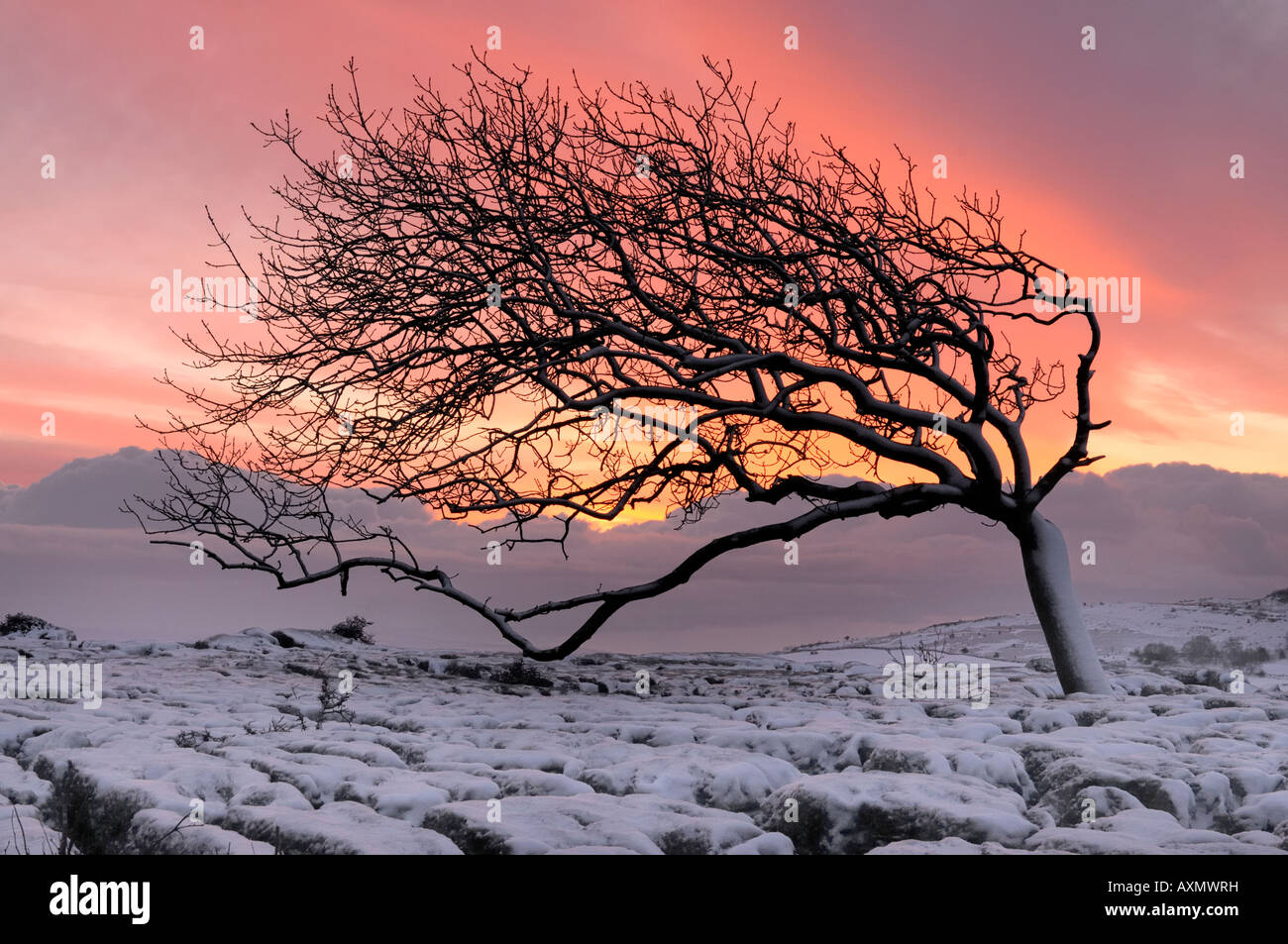 Ein windgepeitschten Baum auf Schnee bedeckt Kalkstein Pflaster im frühen Morgenlicht Stockfoto