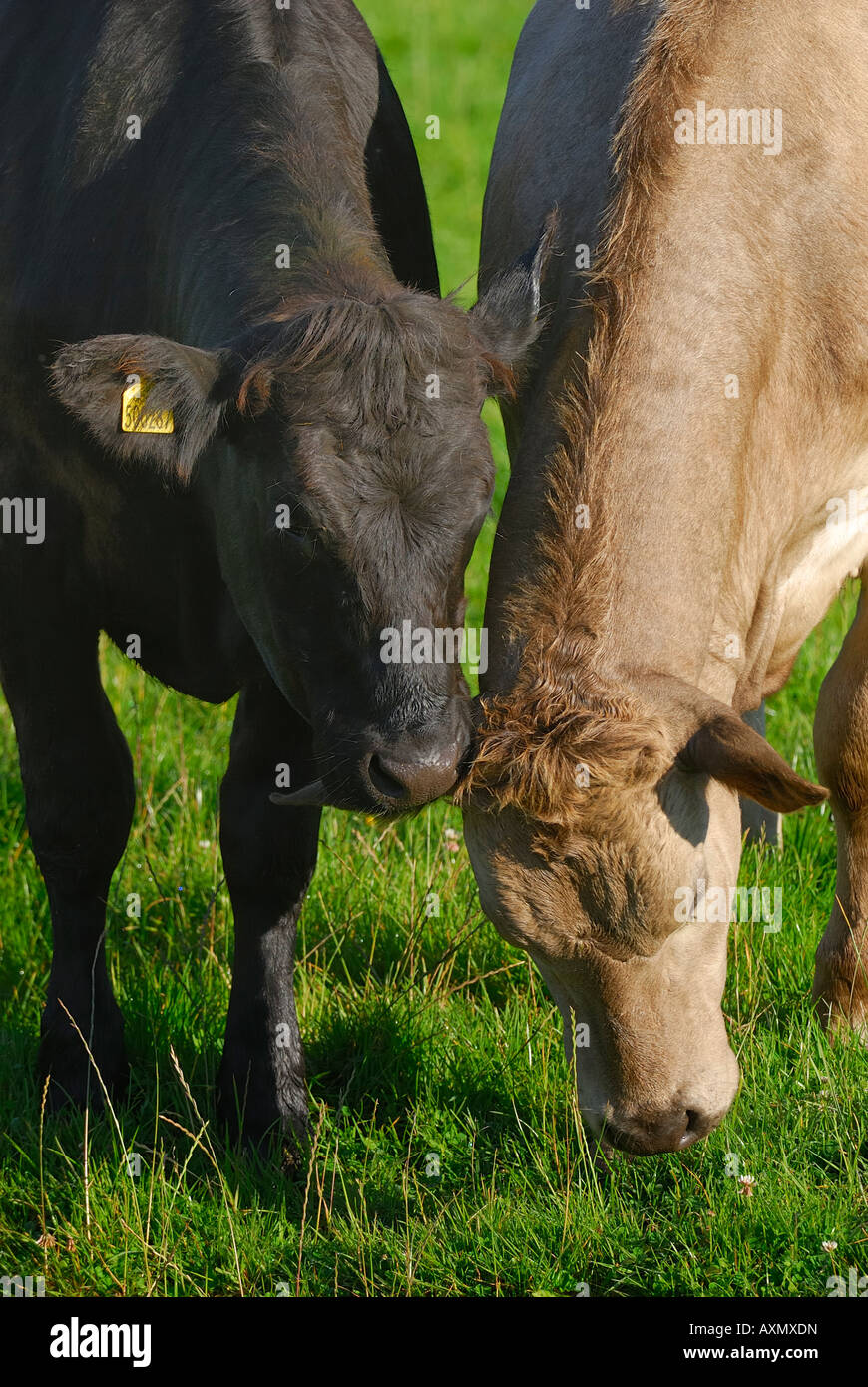 Zwei Rindfleisch grasende Kühe auf einem Feld Stockfoto