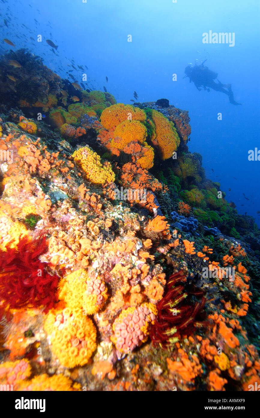 Unterschiedlichsten Korallen Kopf und Taucher Silhouette Apo Island marine Reserve Philippinen Visayasmeer Stockfoto