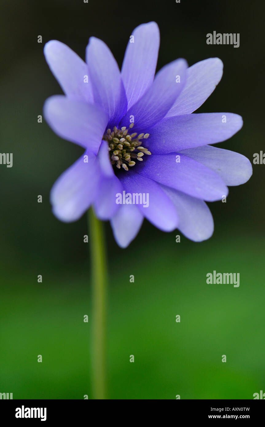 Wilde blaue Blume Stockfoto