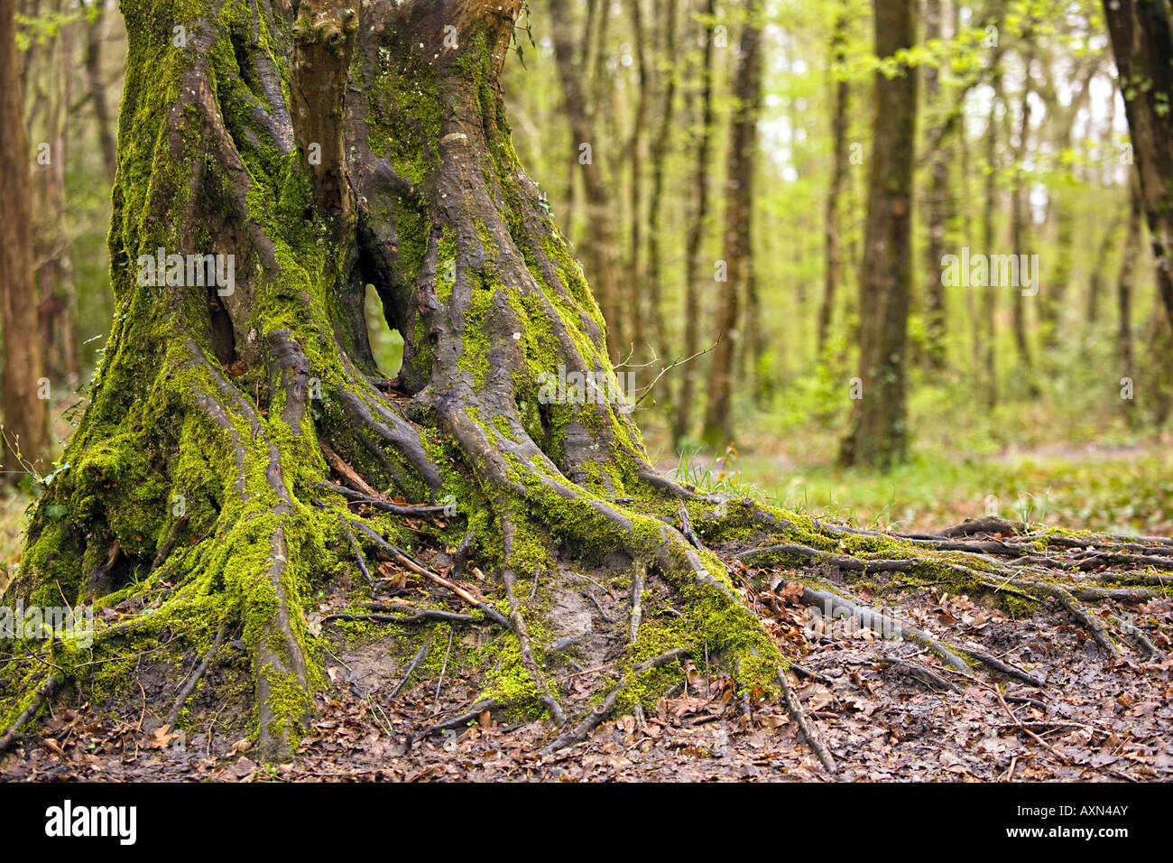 Moos bedeckt Eiche Stamm und Wurzeln in gemäßigten feuchten Wald Stockfoto