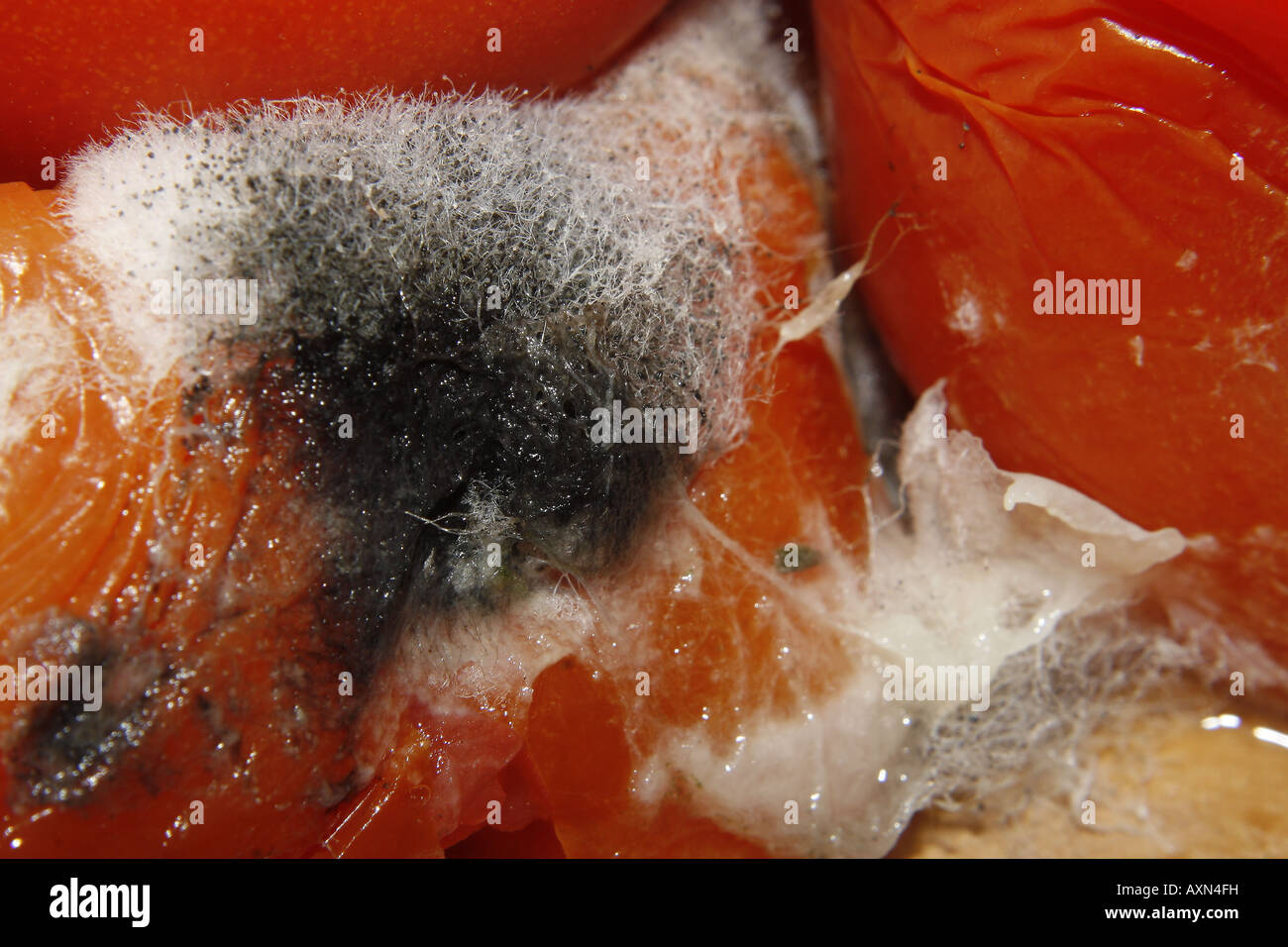 Faule Tomaten Stockfoto