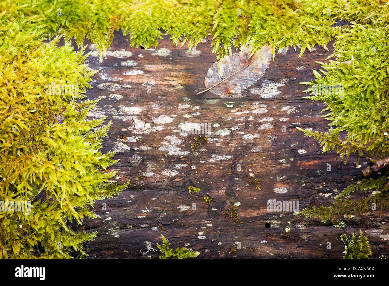Toten Stamm Baumdetails mit schönen Moos und Flechten Stockfoto