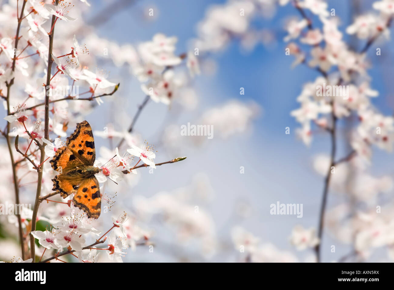 Nymphalis Polychloros Schmetterling auf Pflaumenbaum Blumen im Frühling Stockfoto