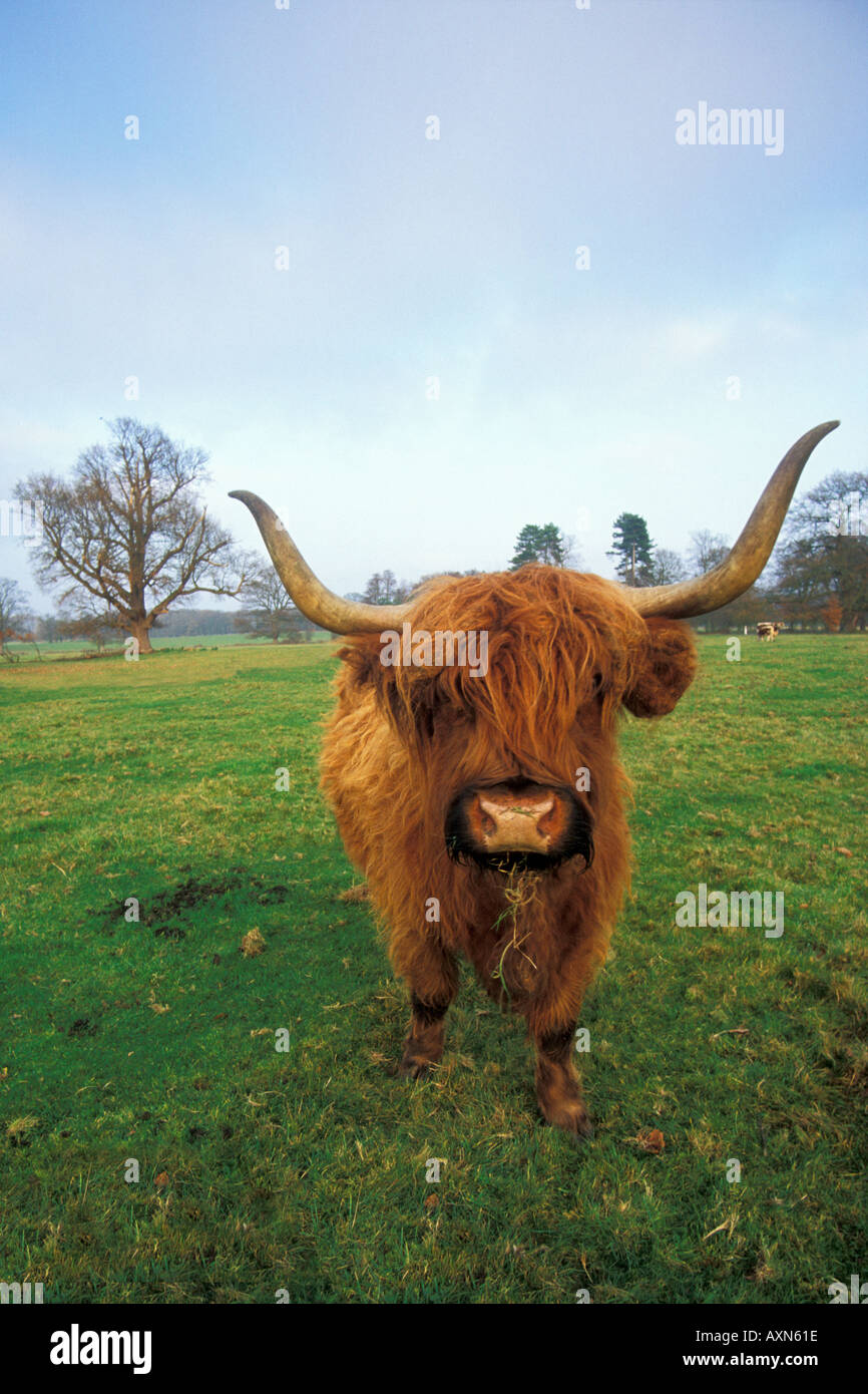Highland Kuh Vieh auf Wiese kauen Heu UK Vereinigtes Königreich Großbritannien Stockfoto