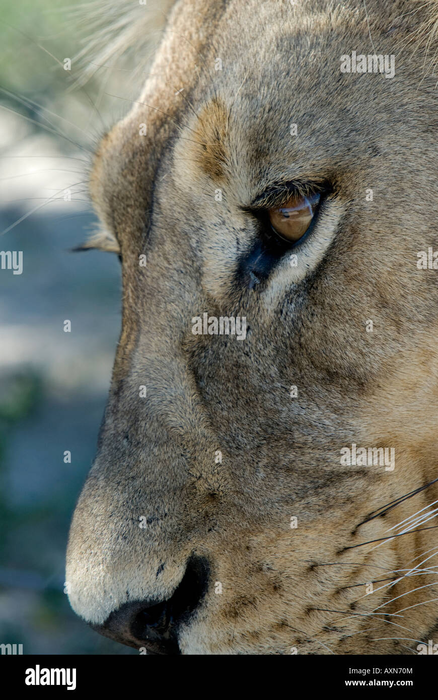 Ein Profil-Porträt eines Löwen ruhen im Schatten Stockfoto