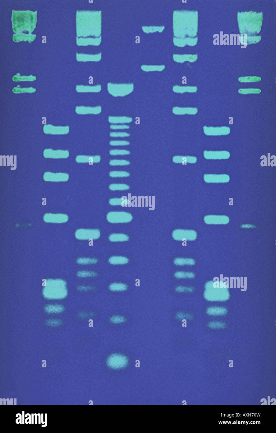 DNA-Sequenz Stockfoto
