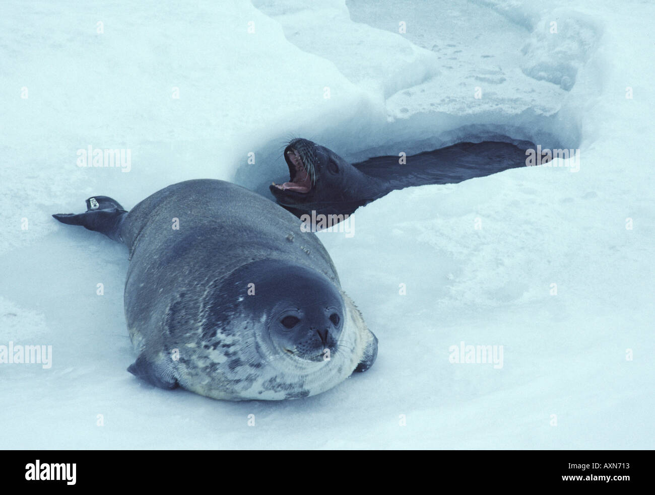 Weddell seal Pup und Mutter beim Einatmen Loch nahe der Scott Base Ross Insel Antarktis Stockfoto