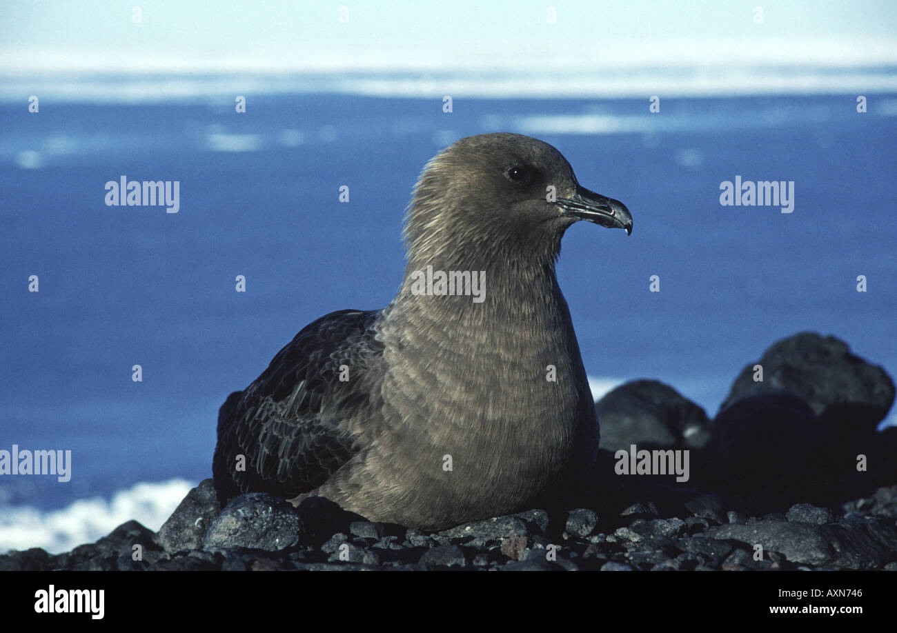 Süd polar Skua Catharacta Maccormicki Cape Bird Ross Insel Antarktis Stockfoto