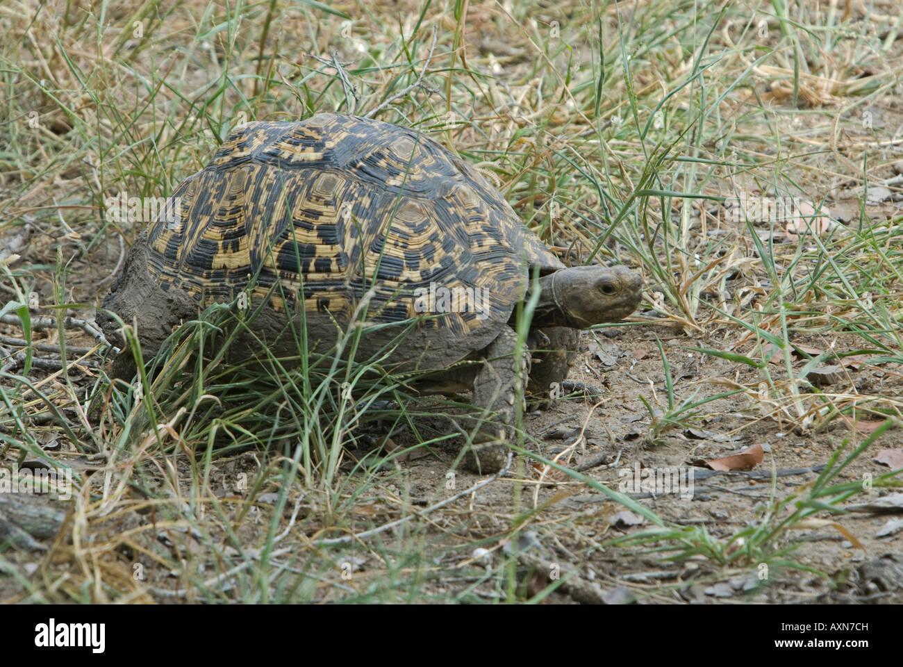 Ein Spaziergang durch den Rasen in der Bushveld Pantherschildkröte Stockfoto