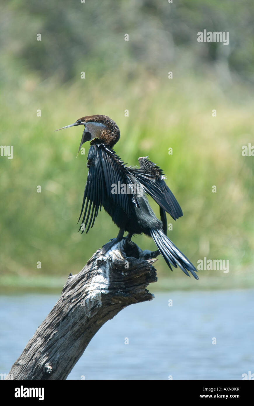 Eine afrikanische Darter sitzen auf einem Baumstamm mit Mund Agape in einem Wasserloch Stockfoto